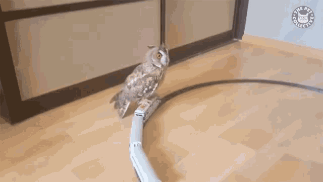 Owl Riding On A Train Owl GIF - Owl Riding On A Train Owl Toy Train GIFs