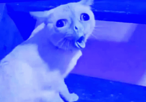 Weird Cat Cat GIF - Weird Cat Cat Cough GIFs