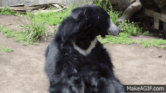 a black bear is laying down on the ground with makeagif.com in the lower right corner