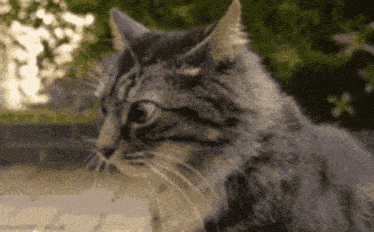 a close up of a cat looking at something