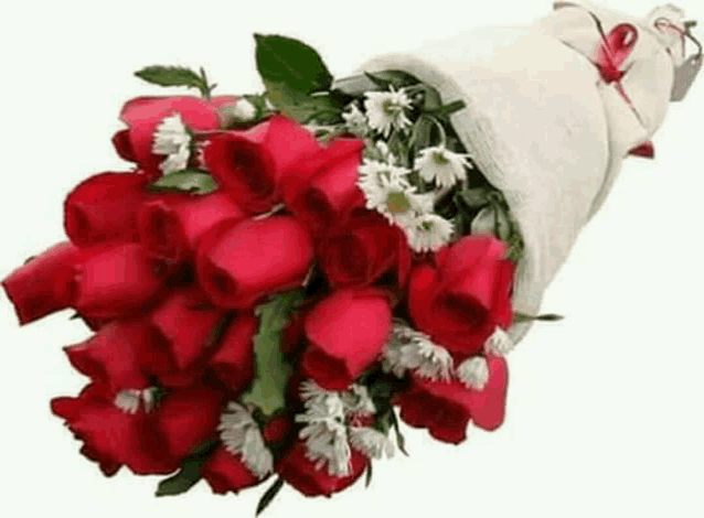 a bouquet of red roses and white daisies wrapped in a white cloth on a white background .