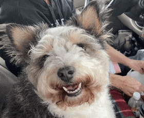 a small brown and white dog sitting in a car