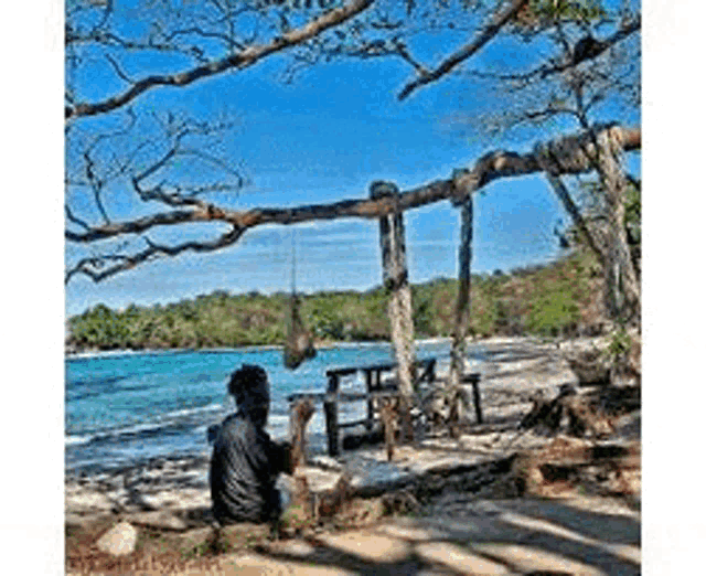 a man is sitting on a rock on a beach under a tree .