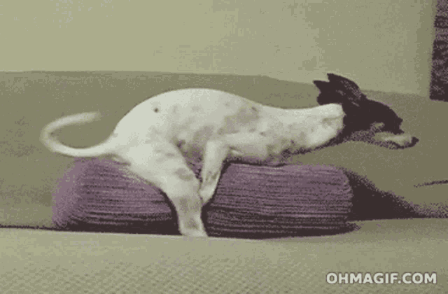 a gif of a dog jumping on a pillow with the website ohmagif.com in the lower right corner
