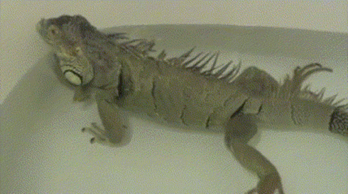 Lizard Bath Bath Time GIF - Lizard Bath Bath Time Fart GIFs