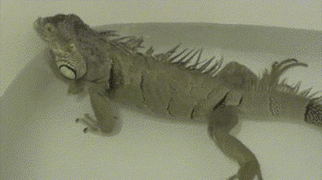 a lizard is laying on a white surface with a blurred background