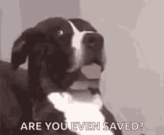 a black and white dog is sitting on a couch with its tongue hanging out and says `` are you even saved ? ''