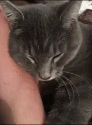 Cat Cat Bite GIF - Cat Cat Bite GIFs