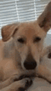 a close up of a dog laying on top of a bed looking at the camera .