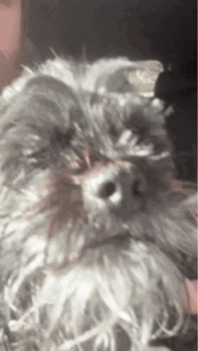 a close up of a dog 's face with a person 's hand holding it .