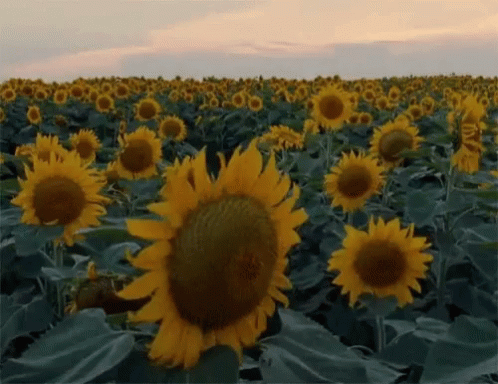 Sun Flowers GIF - Sun Flowers Sunflowers GIFs