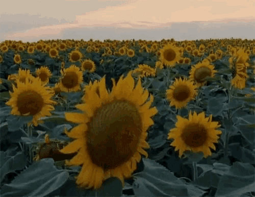 a field of sunflowers with the sunflower in the middle