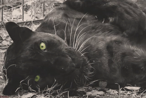 Cute Panther GIF - Cute Panther Big Cat GIFs