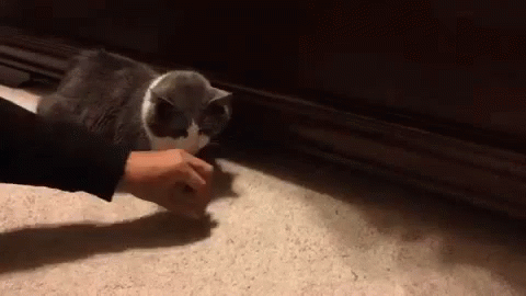 Smooth Criminal GIF - Cattreat Cats Treats GIFs