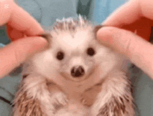 a person is petting a hedgehog with their fingers and it looks like it is smiling .
