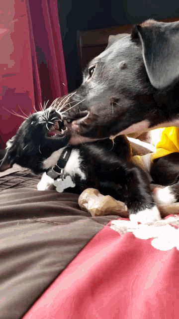 a black dog is playing with a black and white cat