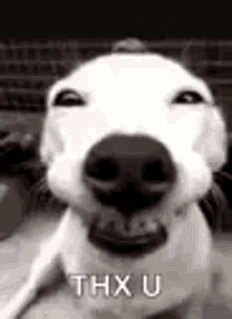 a close up of a dog 's face with the words thx u on it .