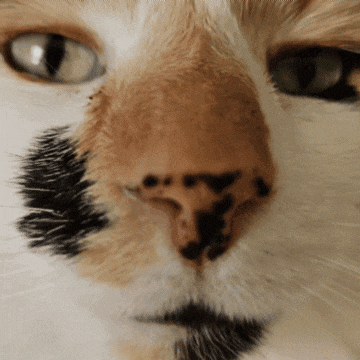 a close up of a cat 's face with a black spot on its nose