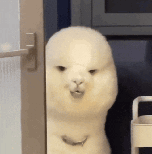 a white alpaca with a collar is standing in front of a door .