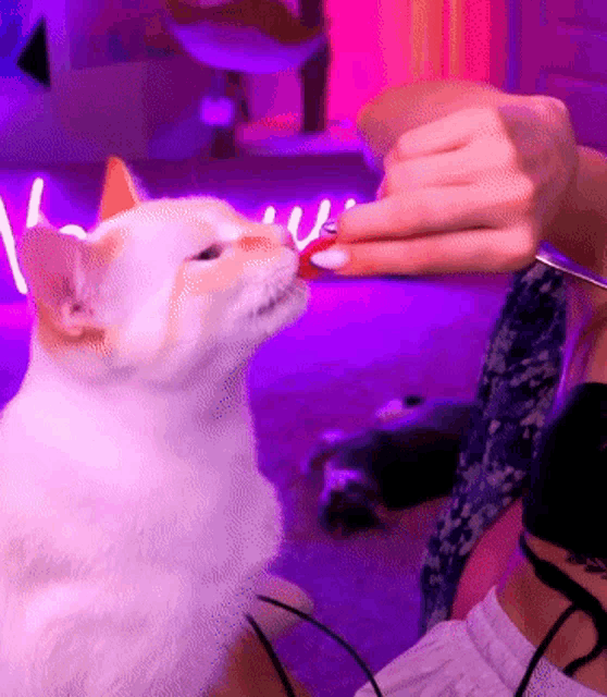 a woman is feeding a cat with a knife in a purple room .