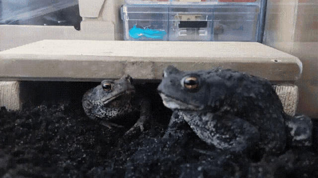 Frogs Fight GIF - Frogs Fight Food GIFs