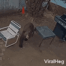 a bear is standing on its hind legs in front of a rocking chair and a table .