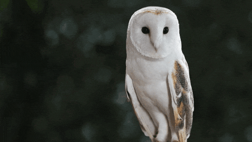 a white barn owl is sitting on a tree branch with the word wow behind it