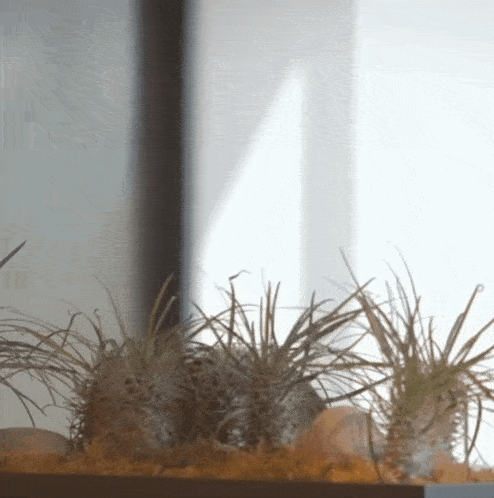 a few plants in a container with a window behind them