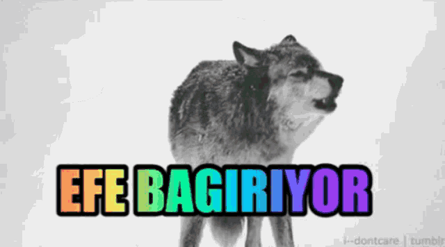 a picture of a wolf with the words efe bagiriyor on the bottom