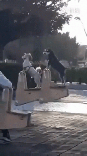 Funny Animals Up And Down GIF - Funny Animals Up And Down See Saw GIFs