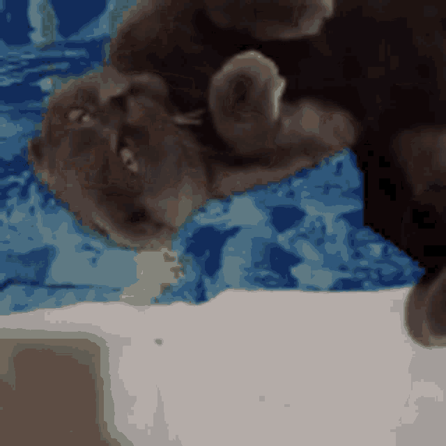 a cat is laying on its back on a bed