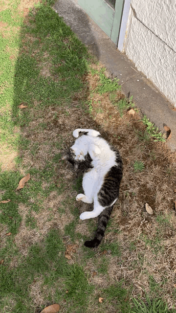 a cat is laying on its back in the grass in front of a building