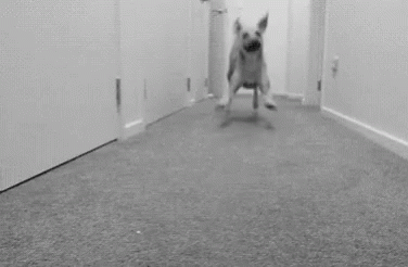 Dog Sliding GIF - Dog Sliding GIFs