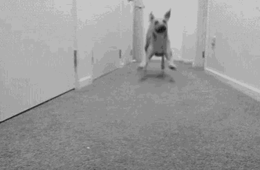 a black and white photo of a dog laying on its back in a hallway .