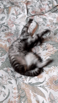 Cat Xrazy Cat GIF - Cat Xrazy Cat Yuki GIFs