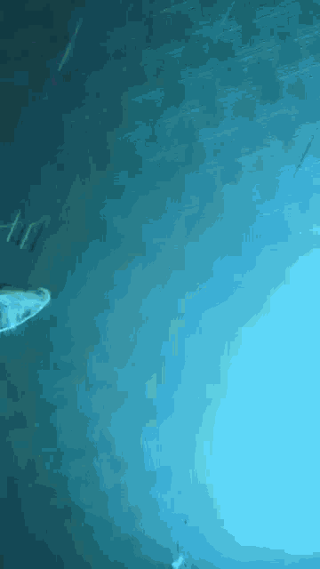 a shark is swimming in the water and looking up at the sky