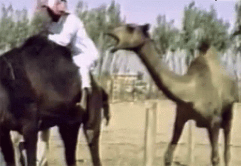 Hump Camel GIF - Hump Camel Bite GIFs
