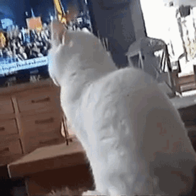 Cat Cat Stare GIF - Cat Cat Stare Cat Dramatic GIFs