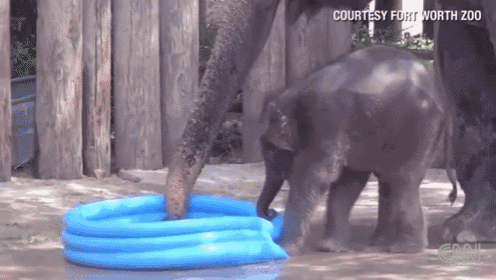 Baby Elephant Belle Makes A Splash At Fort Worth Zoo GIF - Wildlife GIFs