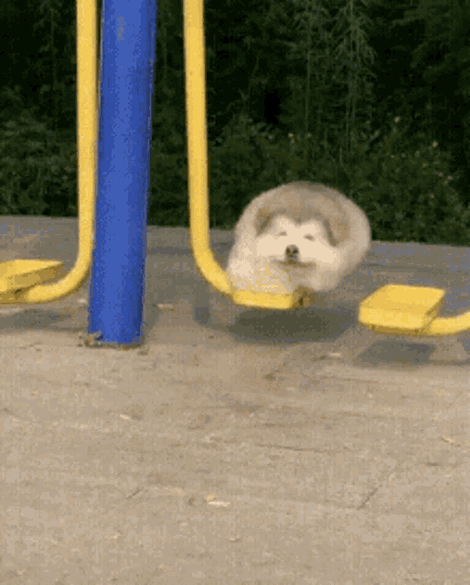 Dog Swing GIF - Dog Swing Pet GIFs