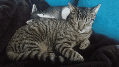Cats Breathing GIF - Cats Breathing Keepcalm GIFs