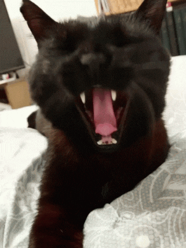 a black cat is yawning with its tongue out