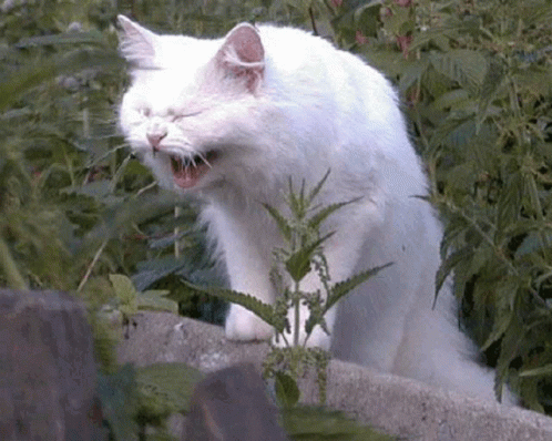 Cats Laugh GIF - Cats Laugh Giggle GIFs