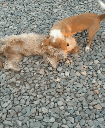 Perritos Dogs GIF - Perritos Dogs Bff GIFs