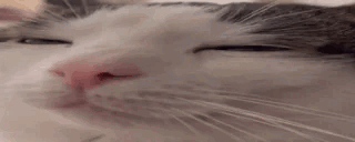 Plink Pleep GIF - Plink Pleep Cat Sleep GIFs