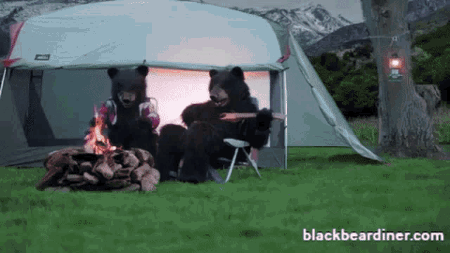 Bears Black Bear Diner GIF - Bears Black Bear Diner Bear GIFs