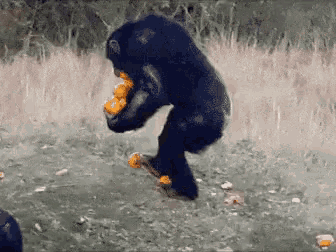 a chimpanzee is jumping in the air with a bunch of oranges in its mouth .