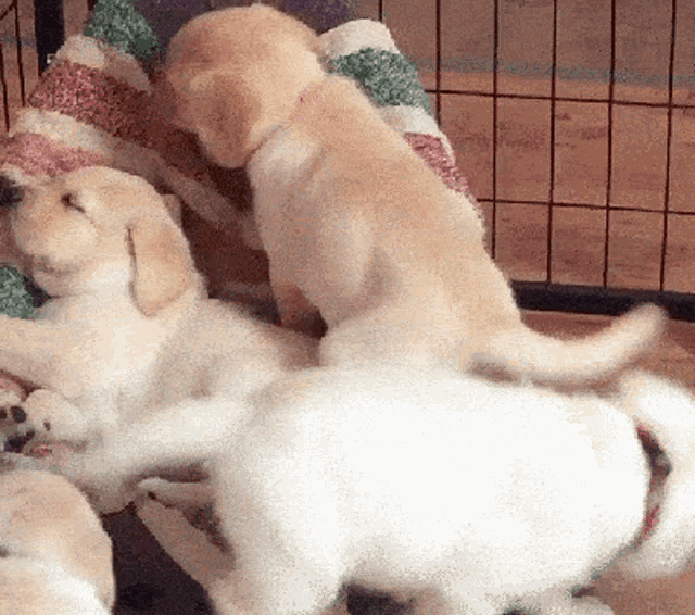 Puppies Nap Time GIF