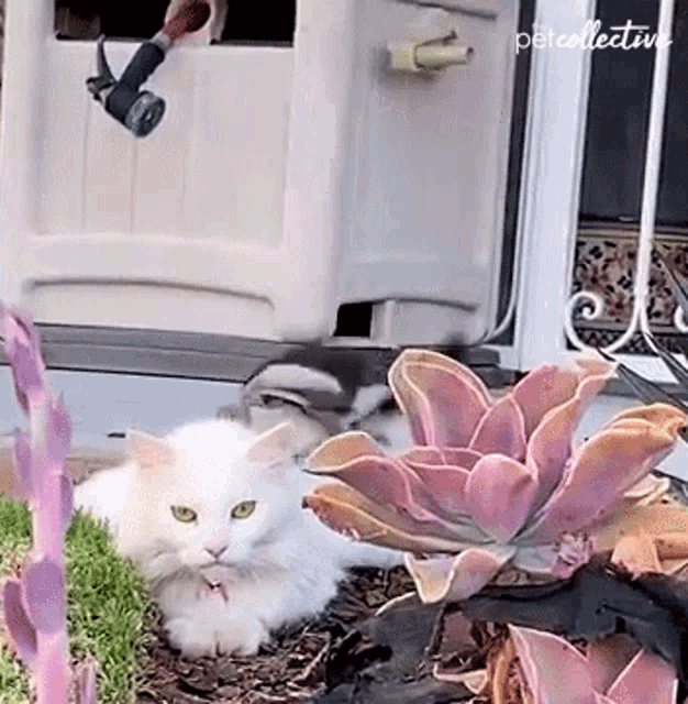 Distracting The Pet Collective GIF - Distracting The Pet Collective Bird GIFs