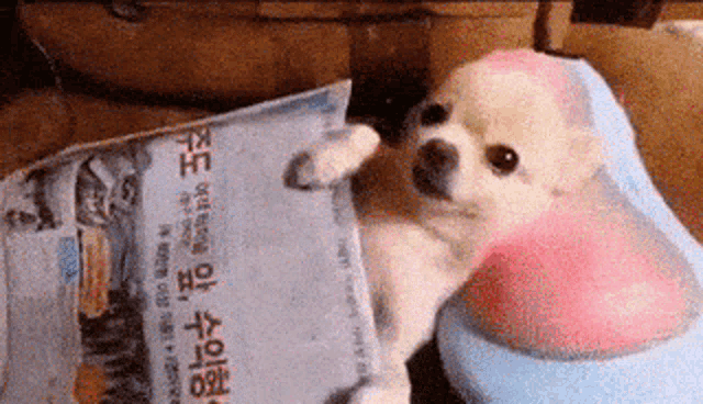 a small dog is reading a newspaper with foreign writing on it